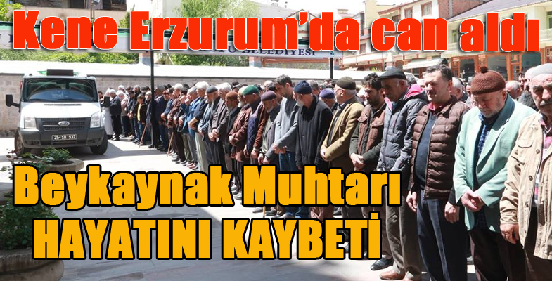 Muhtar kene ısırığı sonucu hayatını kaybetti