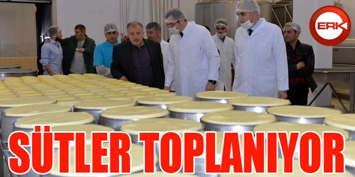 Sütler toplanmaya başlandı