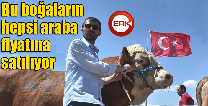 Kurban pazarının tonluk boğaları birbiriyle yarışıyor