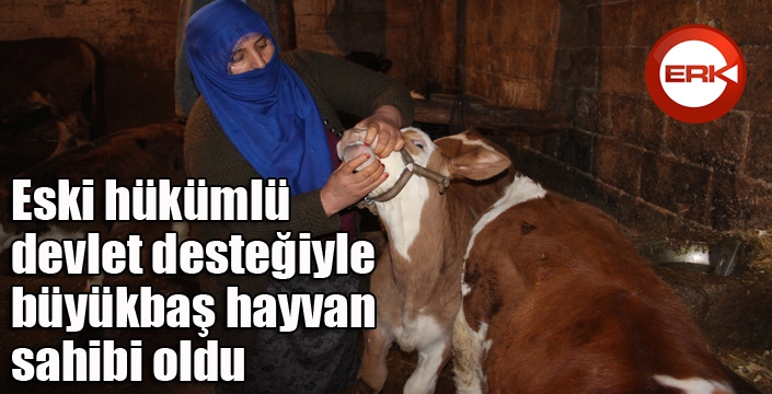 Eski hükümlü devlet desteğiyle büyükbaş hayvan sahibi oldu