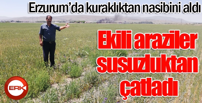 Ekili araziler susuzluktan çatladı