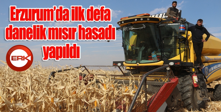 Erzurum’da ilk defa danelik mısır hasadı yapıldı