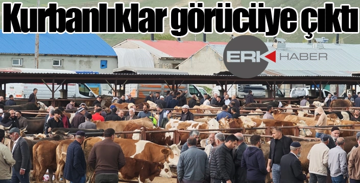 Kurbanlıklar görücüye çıktı