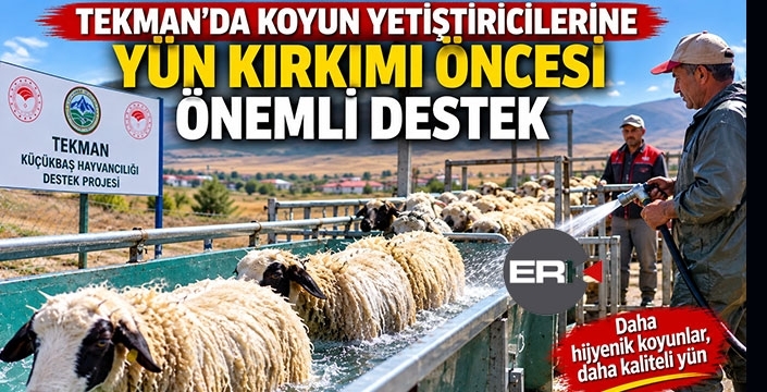 Tekman’da Koyun Yetiştiricilerine Yün Kırkımı Öncesi Önemli Destek