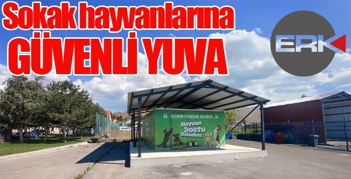Sokak hayvanlarına güvenli yuva...