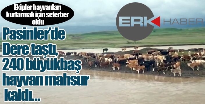 Dere taştı, 240 büyükbaş hayvan mahsur kaldı…