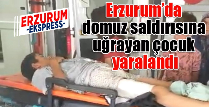Domuz saldırısına uğrayan çocuk yaralandı